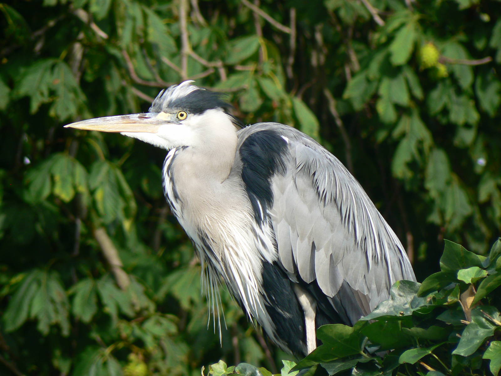 Grey Heron