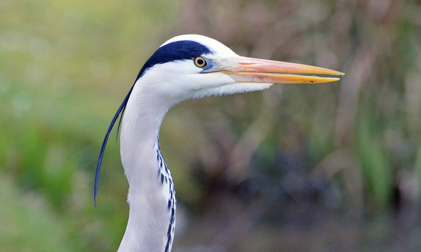 Grey heron
