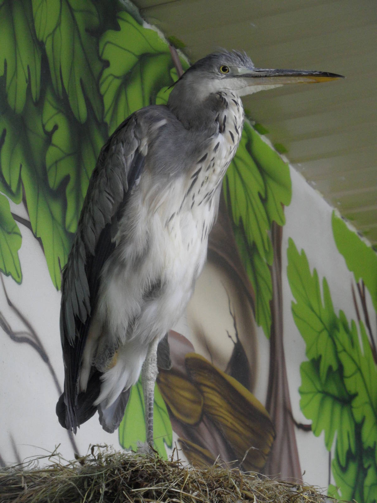 Grey heron