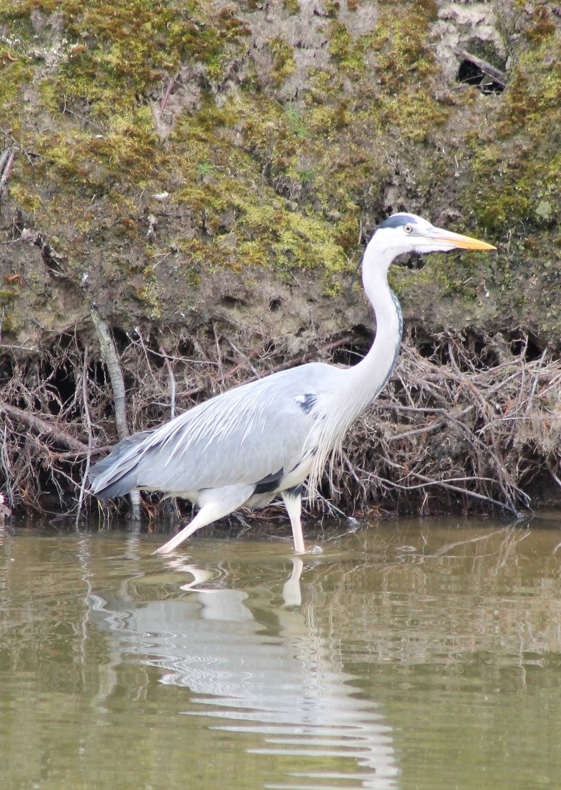 Grey heron