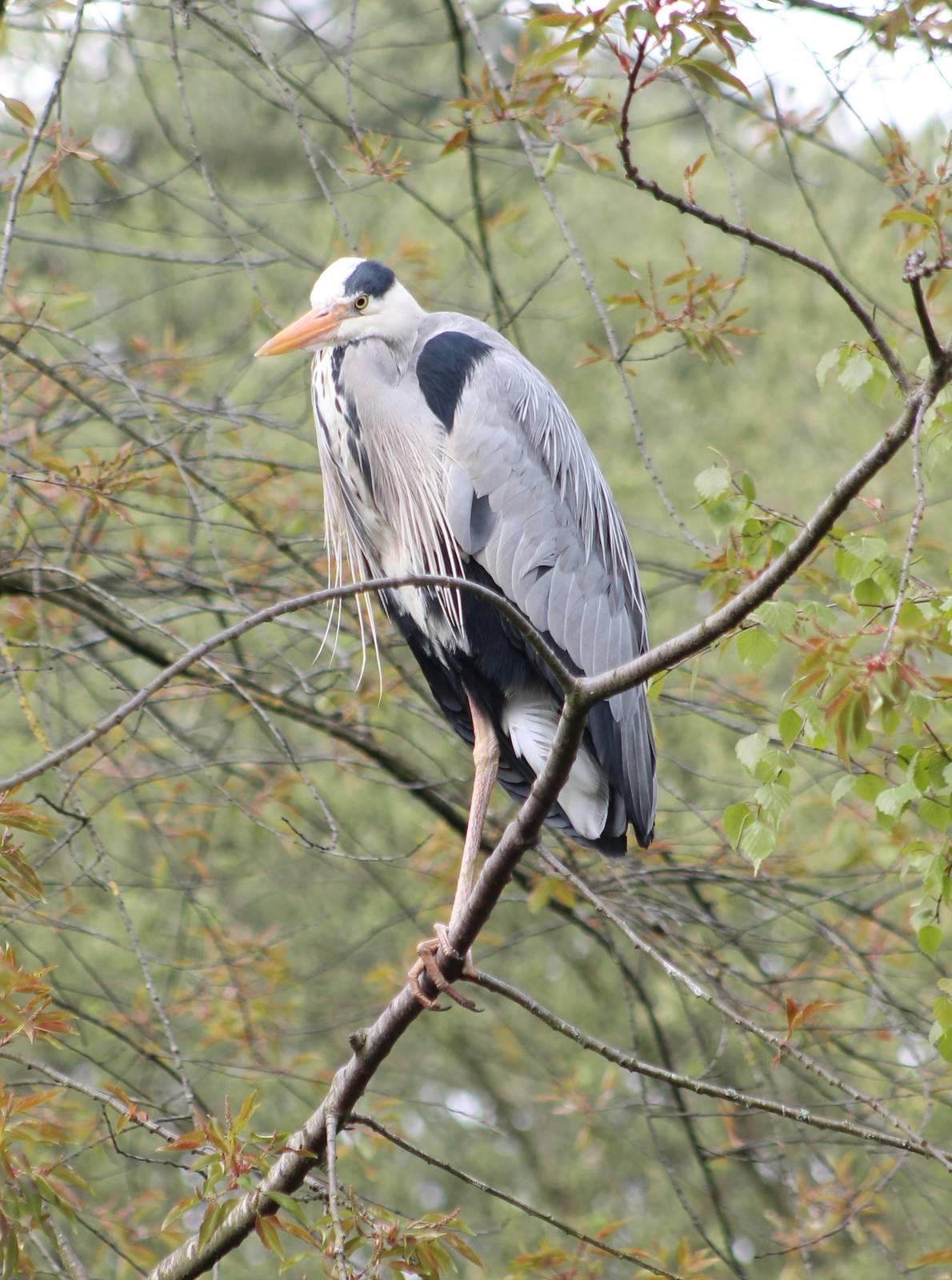 Grey heron