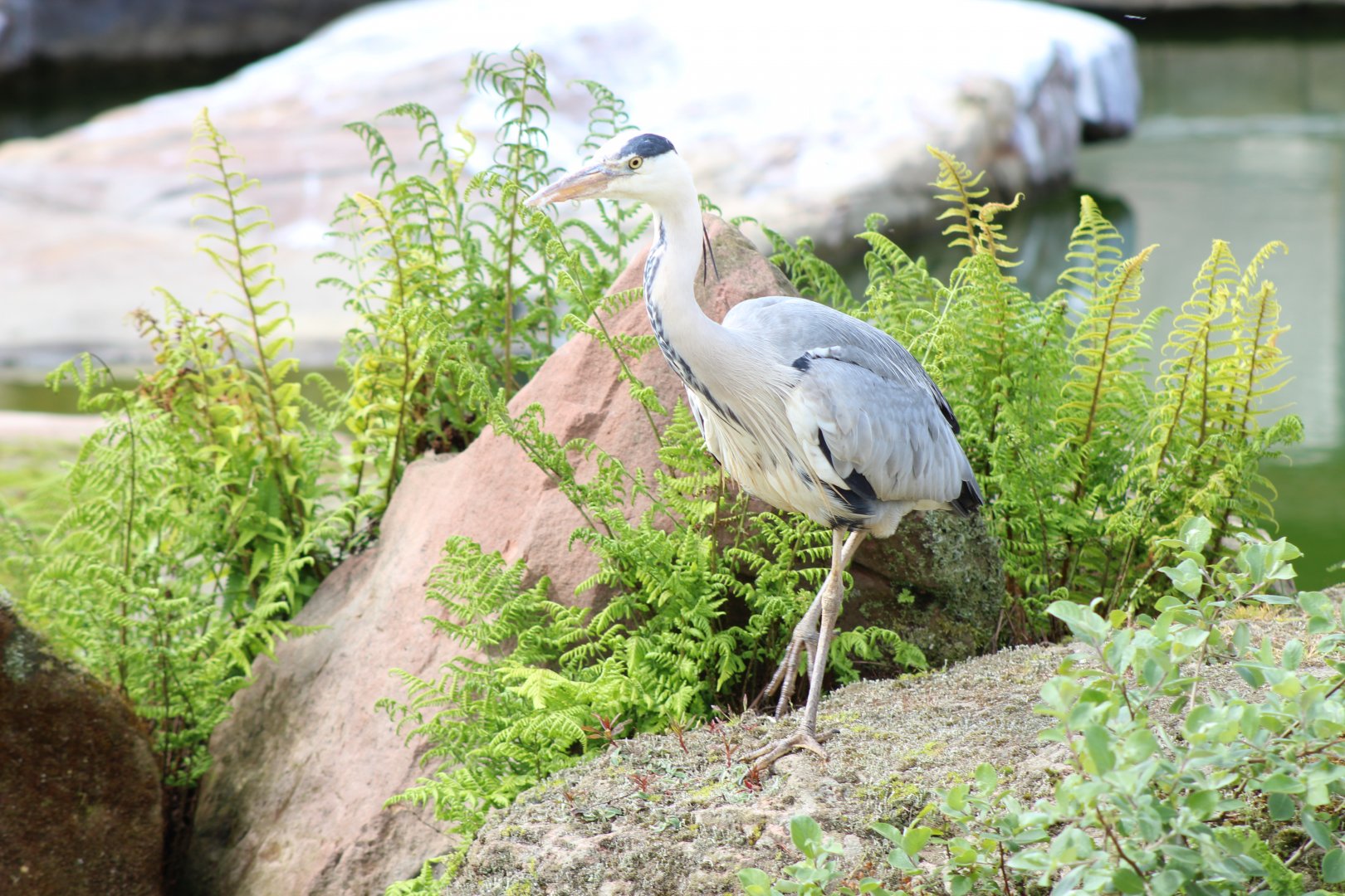 Grey Heron