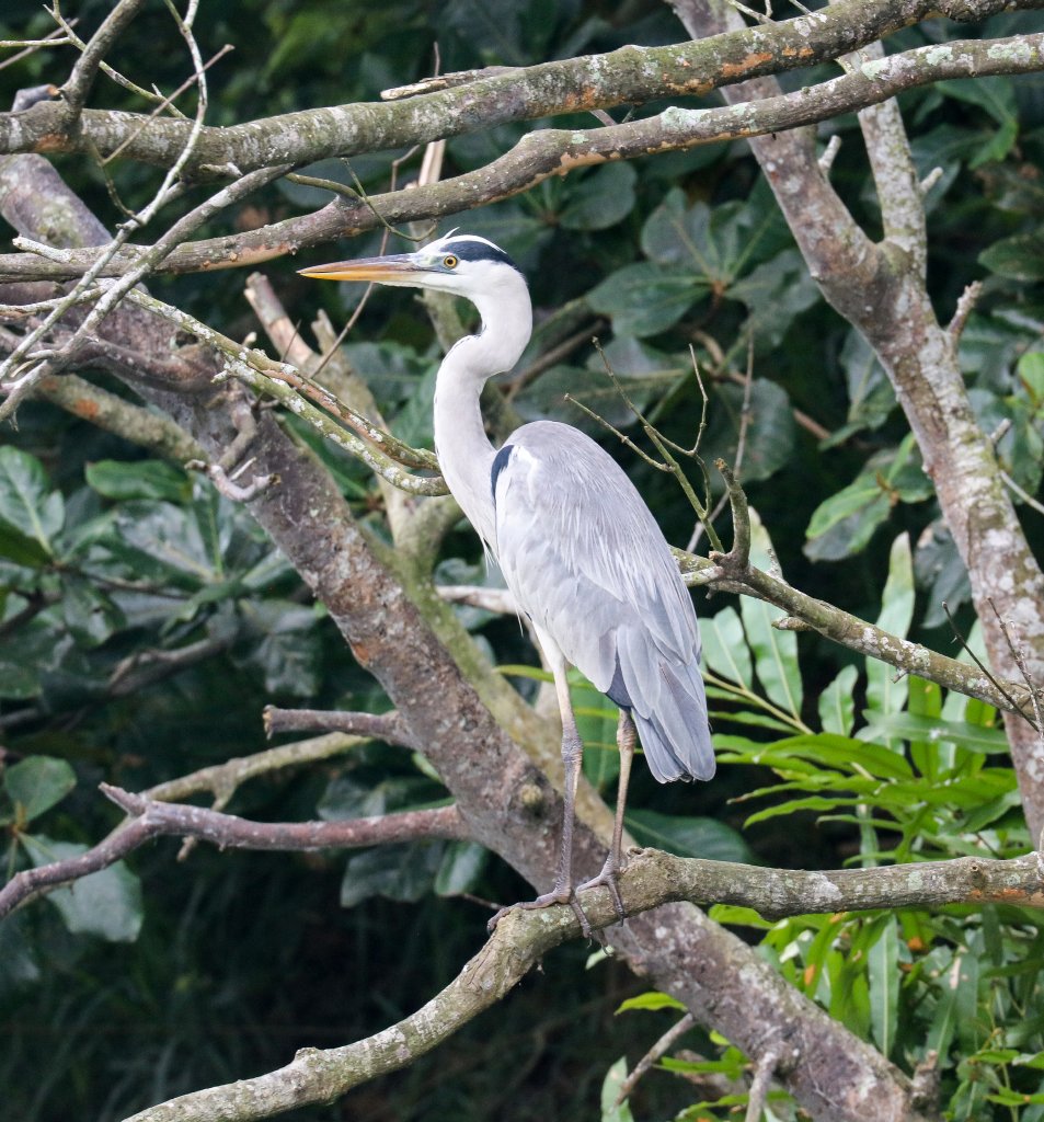 Grey Heron