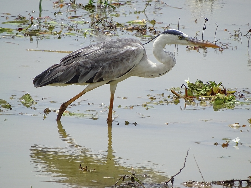 Grey heron