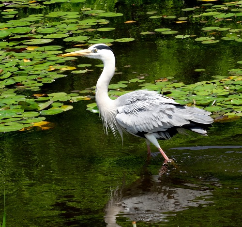 Grey heron