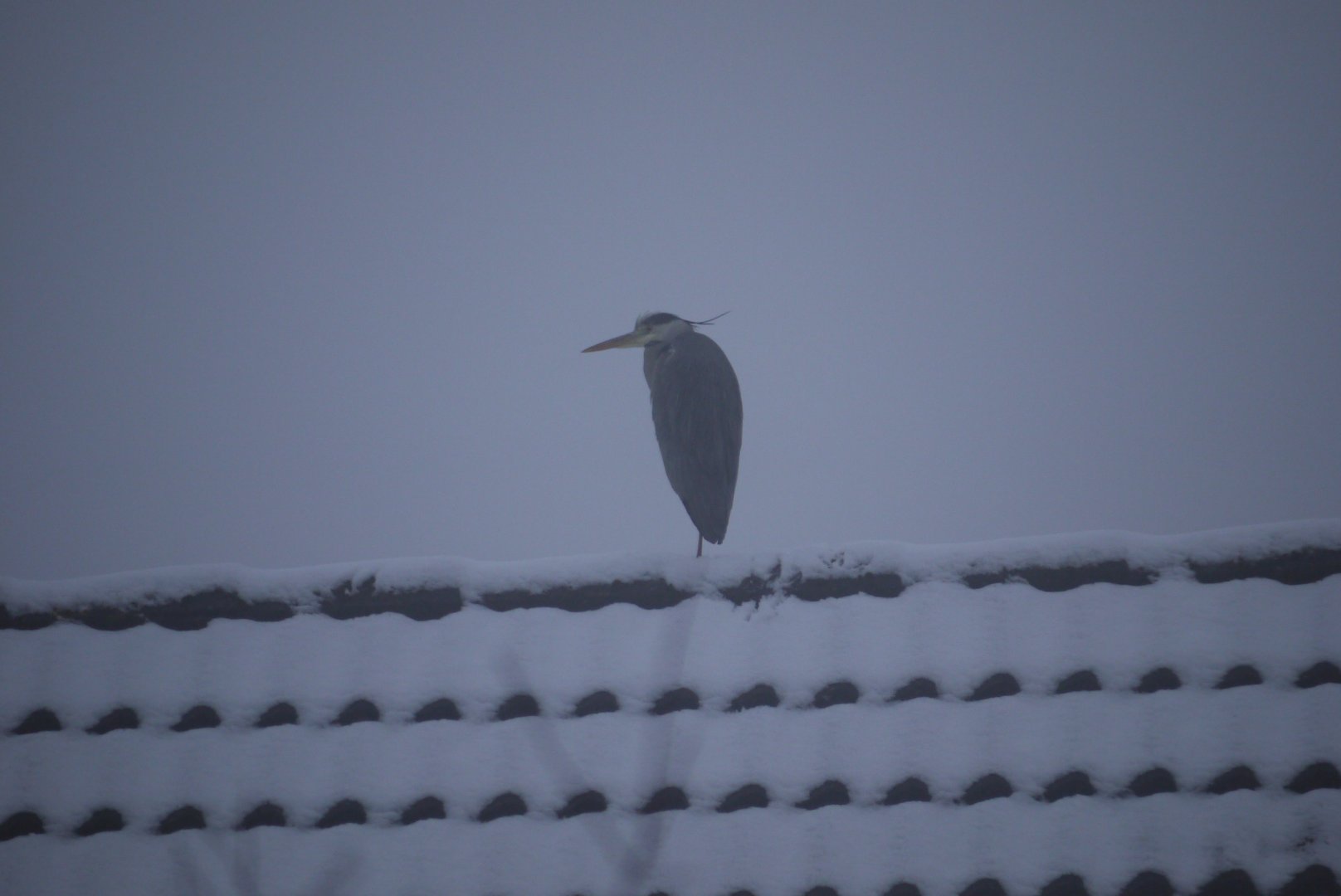 Grey Heron