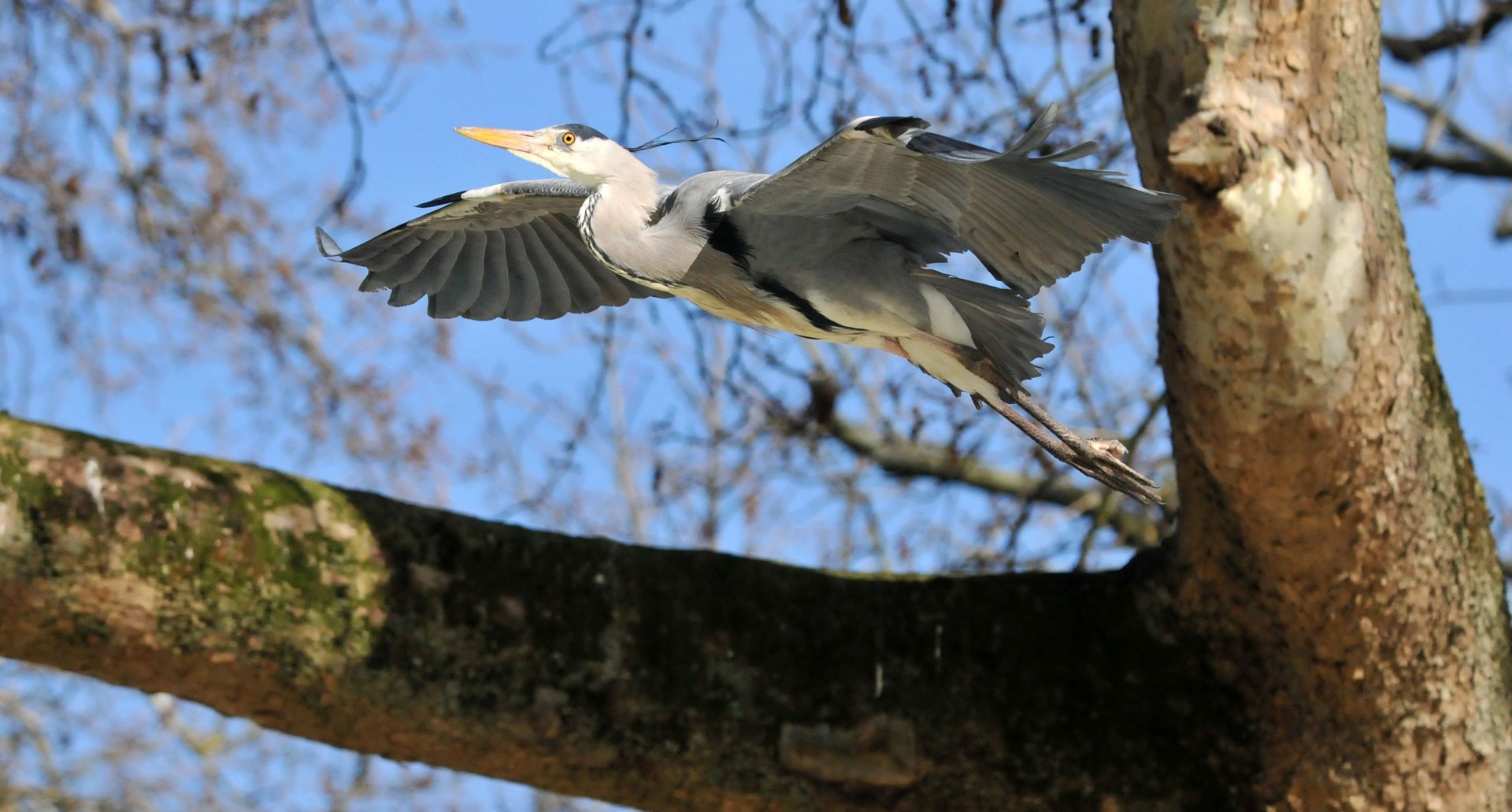 Grey heron