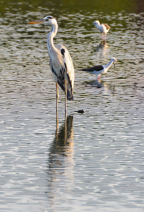 Grey heron