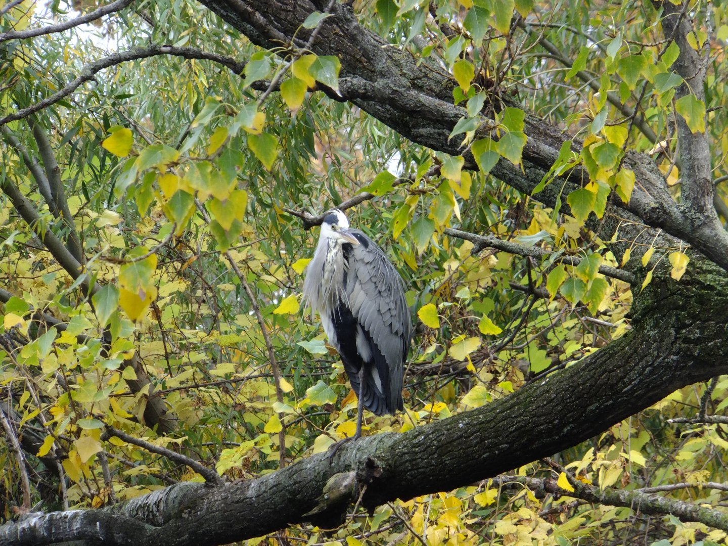Grey heron