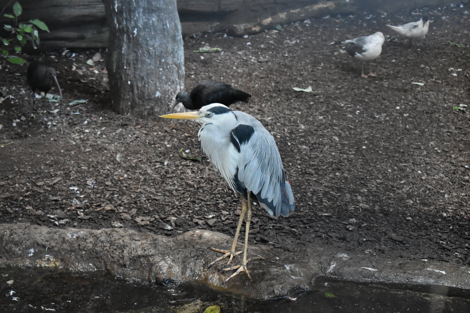 Grey heron