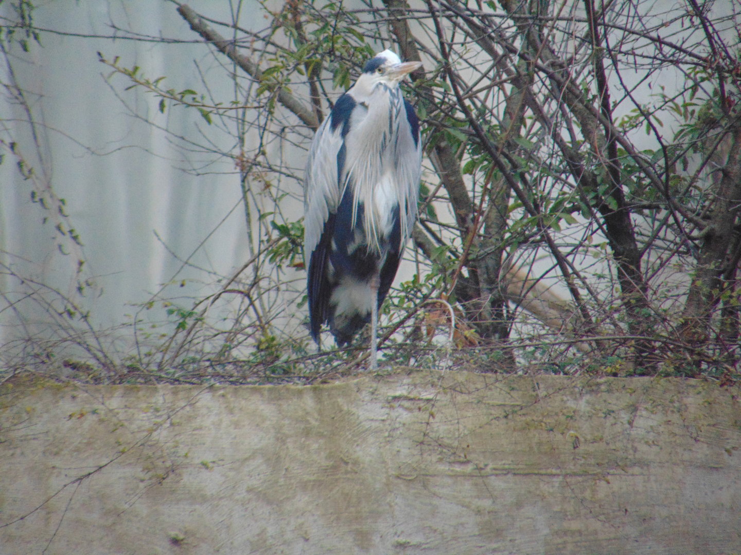 Grey Heron