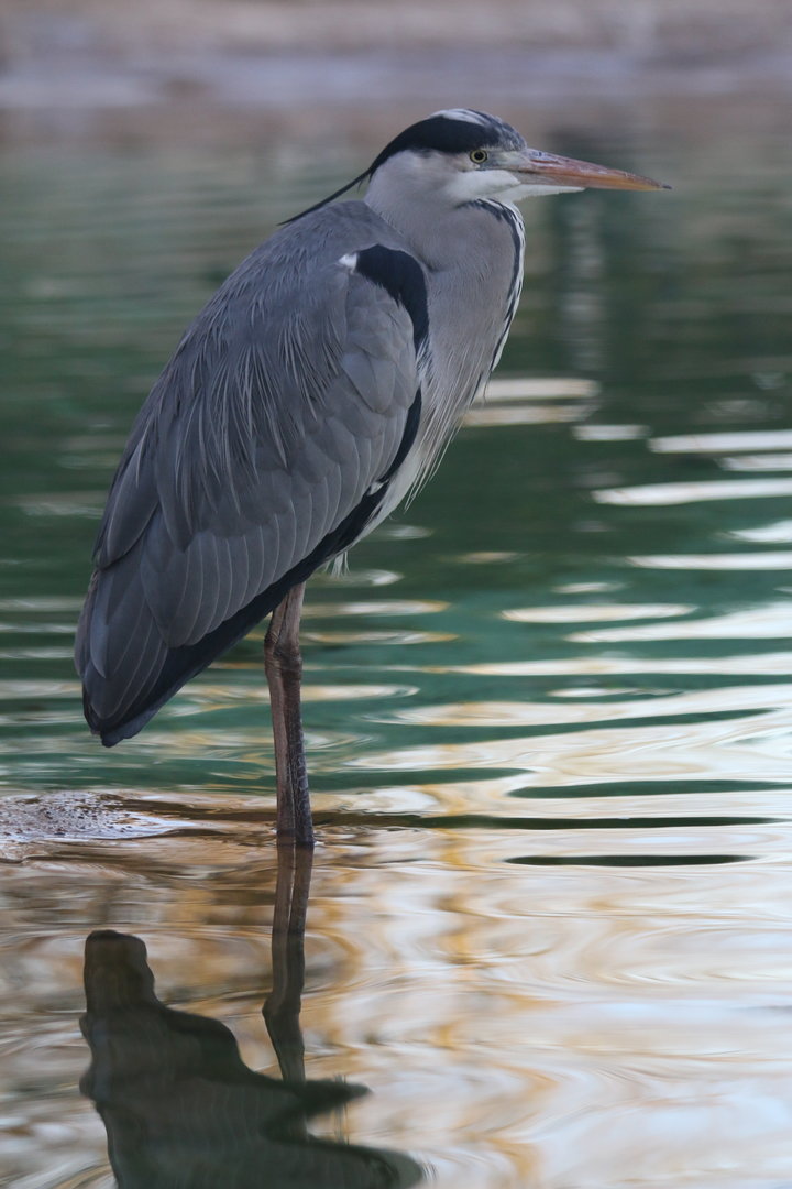 Grey Heron