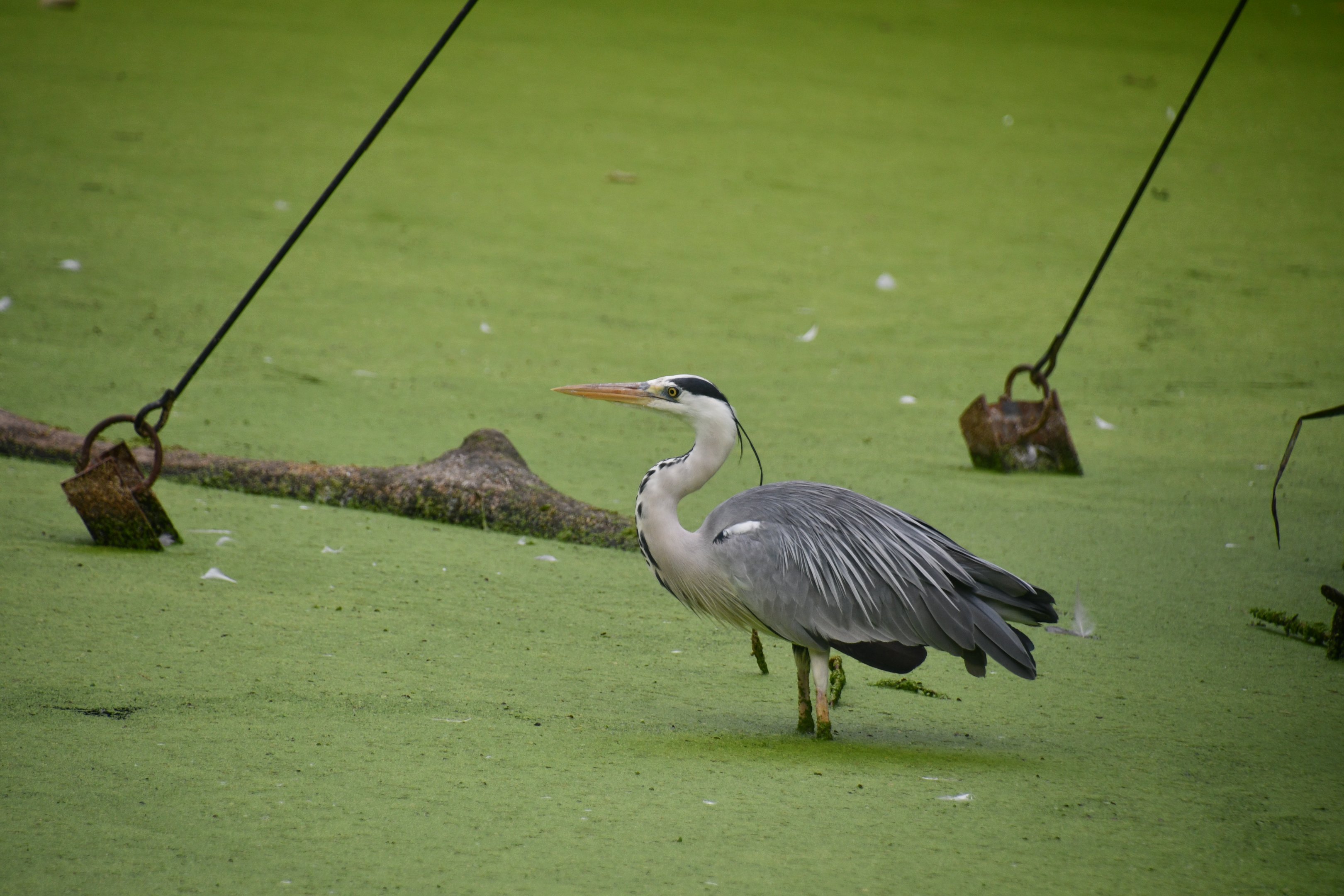 Grey Heron