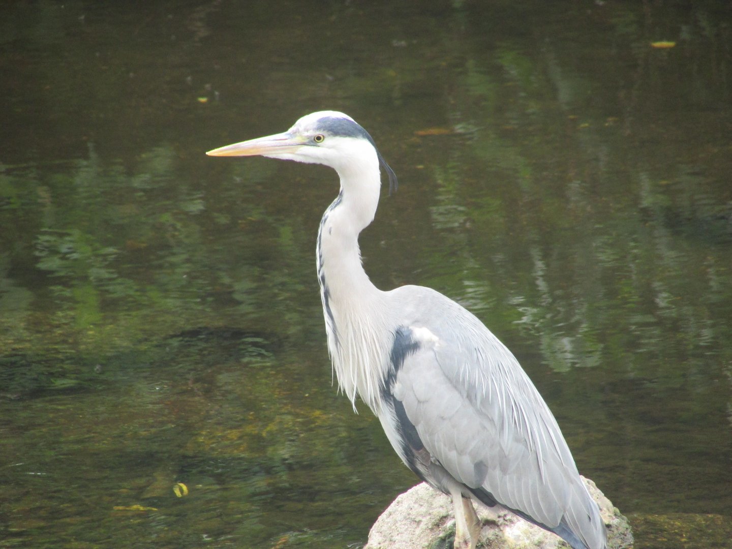 Grey heron
