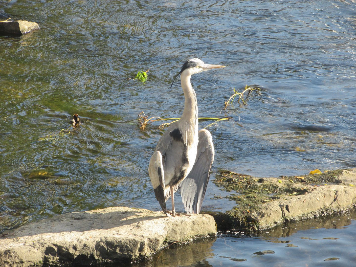 Grey heron