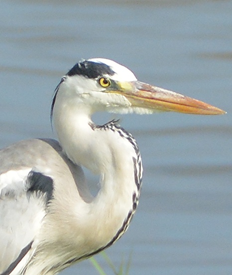 Grey heron