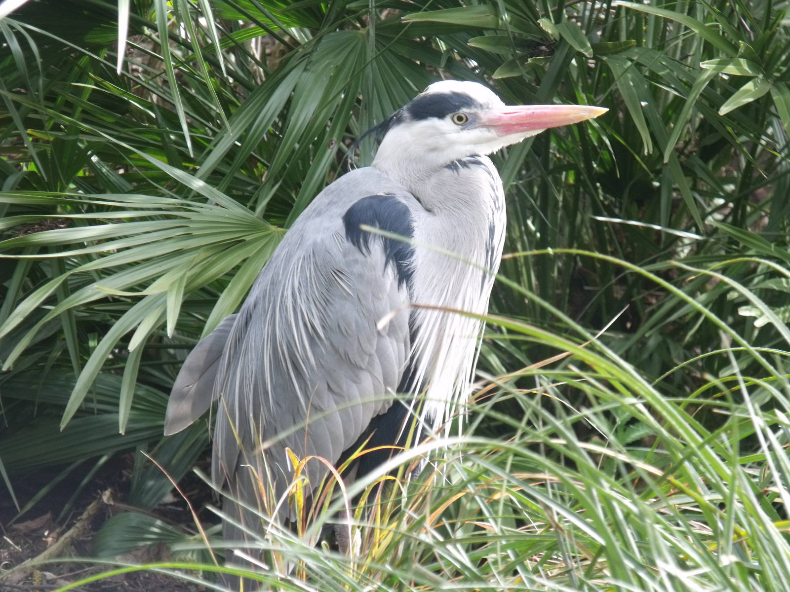 Grey Heron