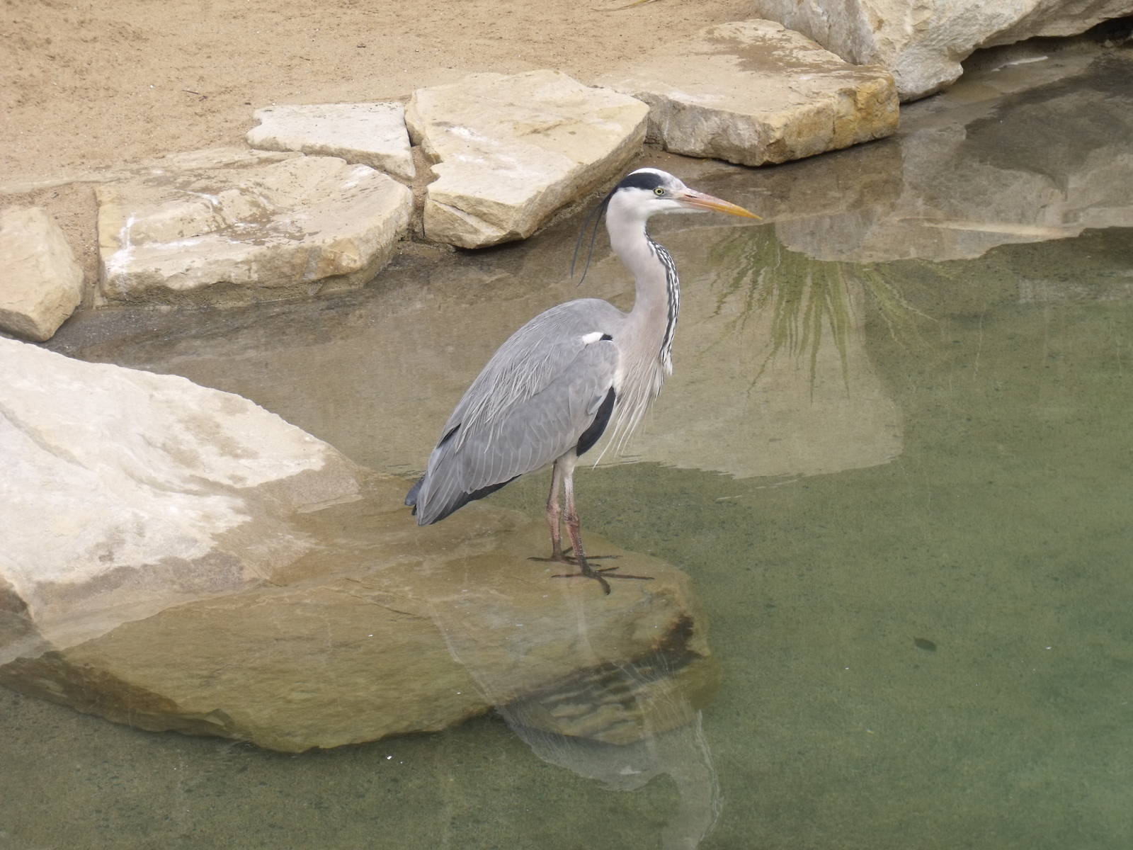 Grey Heron