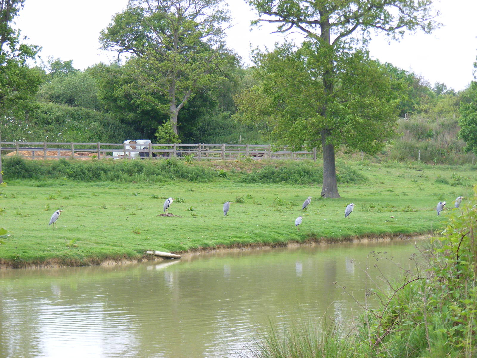 Grey herons at British Wildlife Centre, 29 May 2010