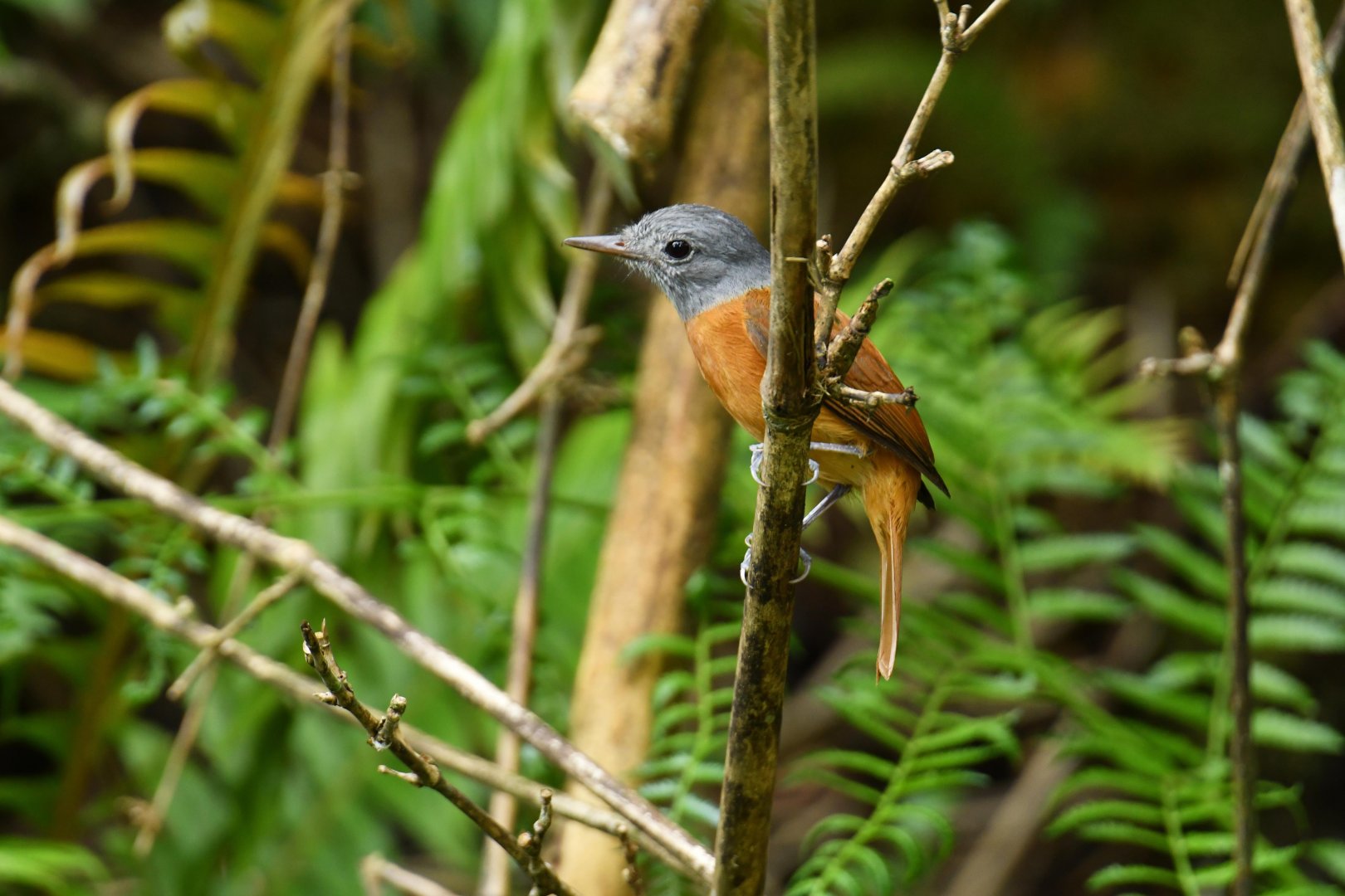 Grey-hooded Attila (Attila rufus)