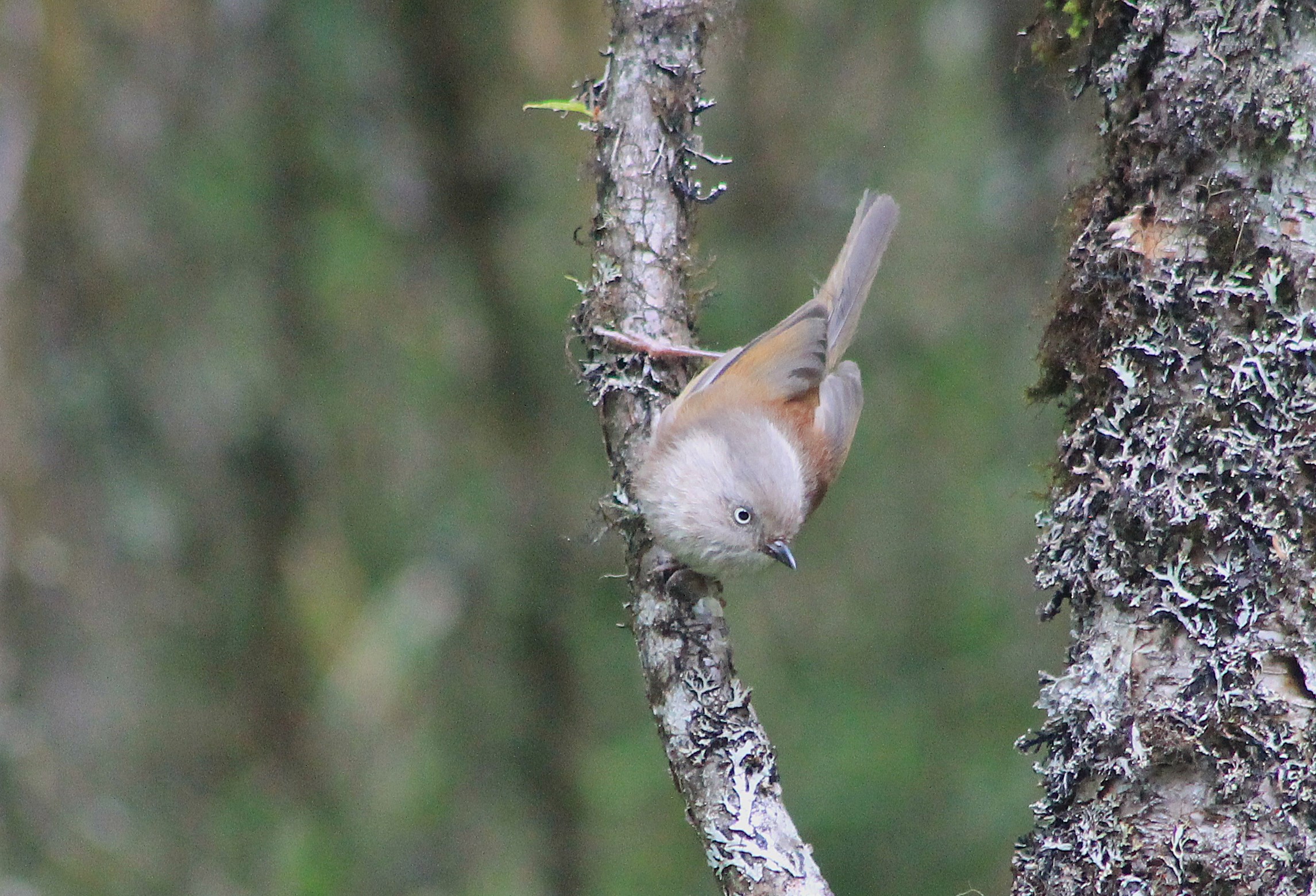 Grey-hooded Fulvetta (Fulvetta cinereiceps)