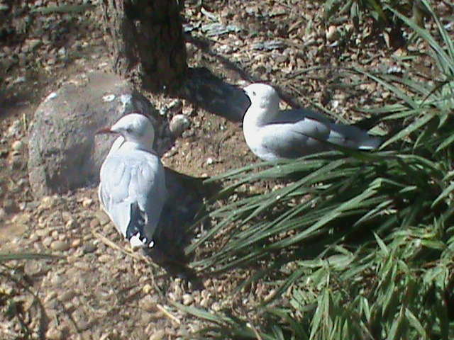 grey hooded gulls 140911