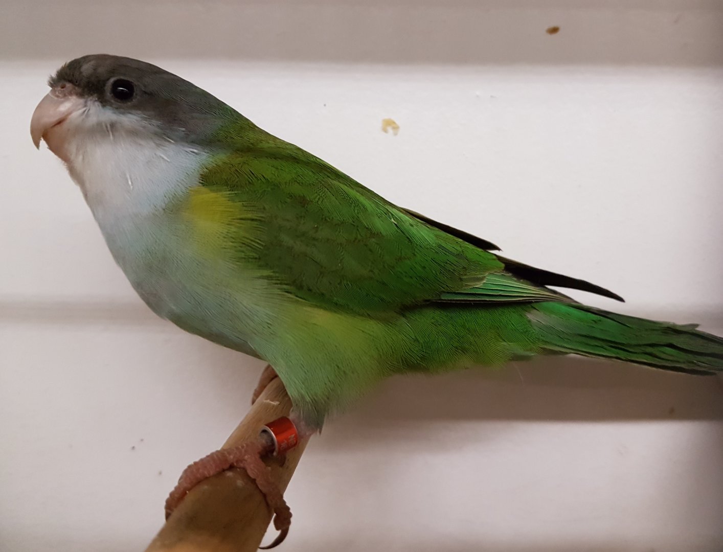 Grey-hooded parakeet