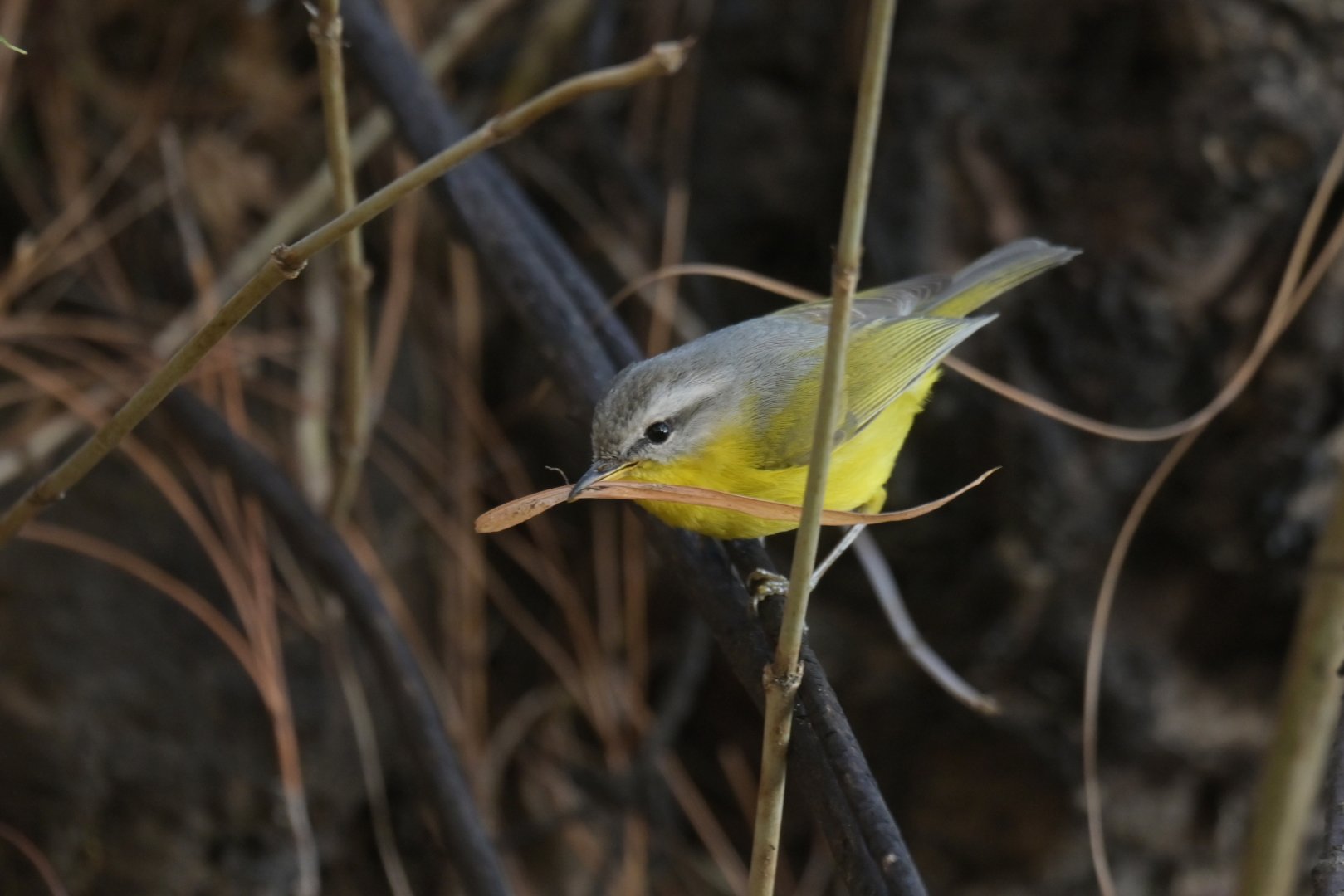 Grey-hooded Warbler Phylloscopus xanthoschistos