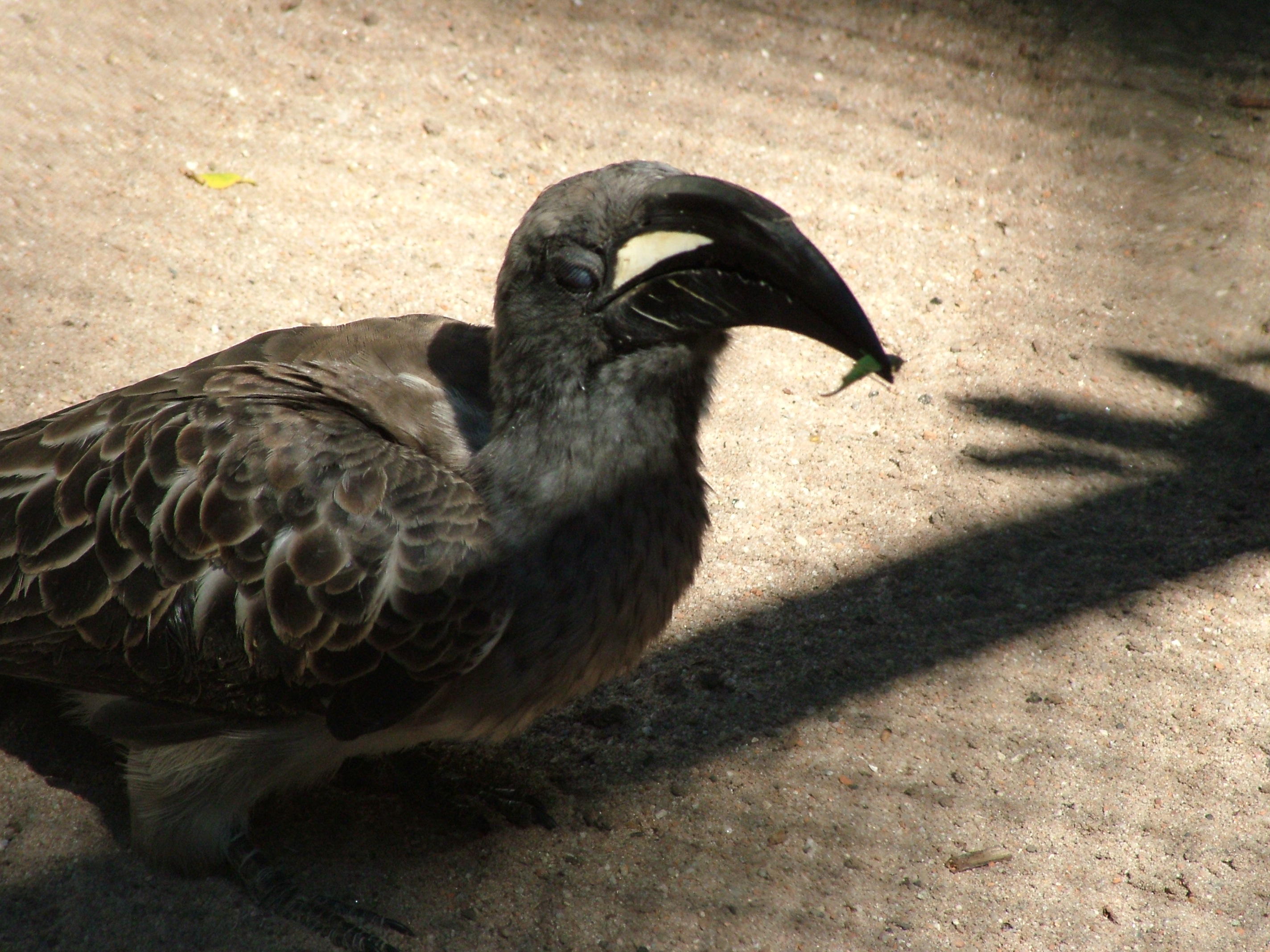Grey Hornbill at Vogelpark Birkenheide, 6th Sept 2010