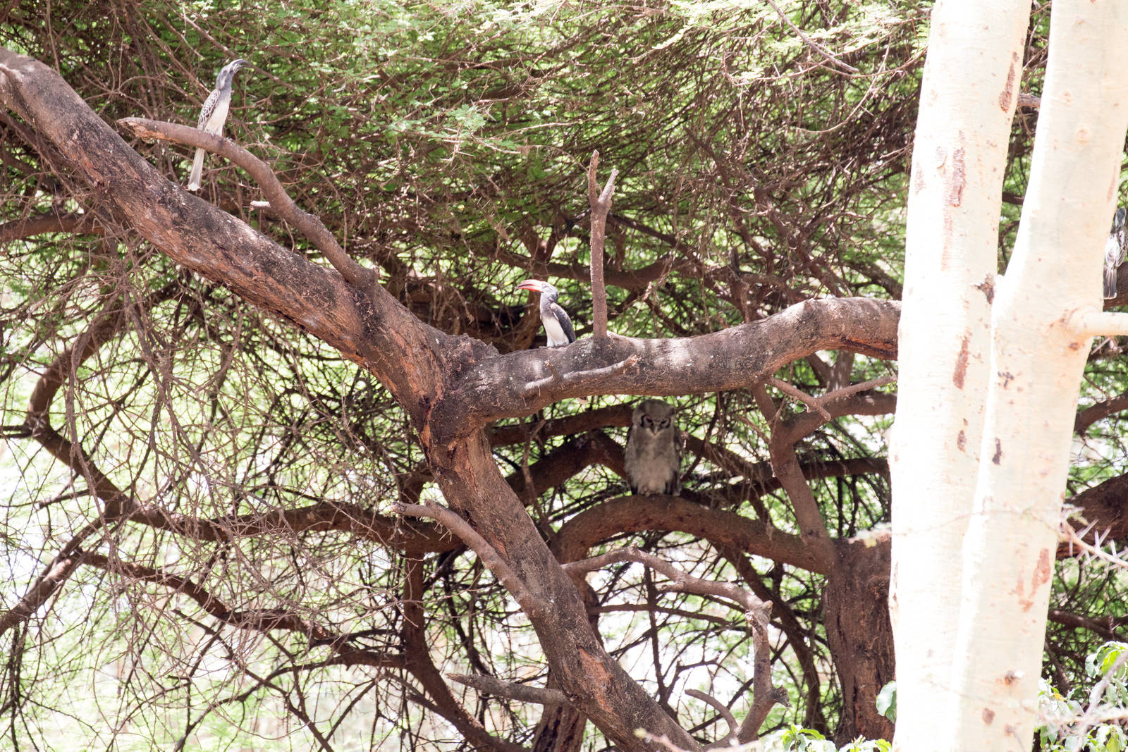 Grey Hornbill, Crowned Hornbill, Verreauxs Eagle Owl