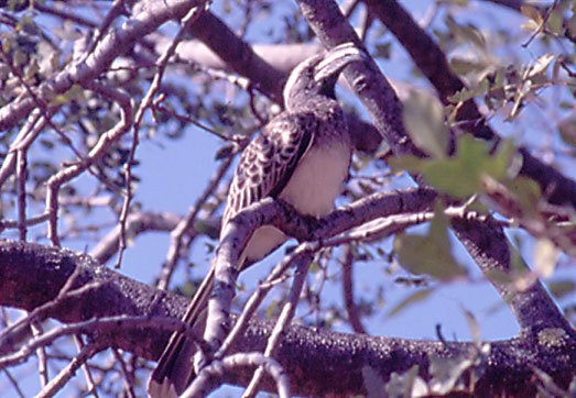 Grey Hornbill