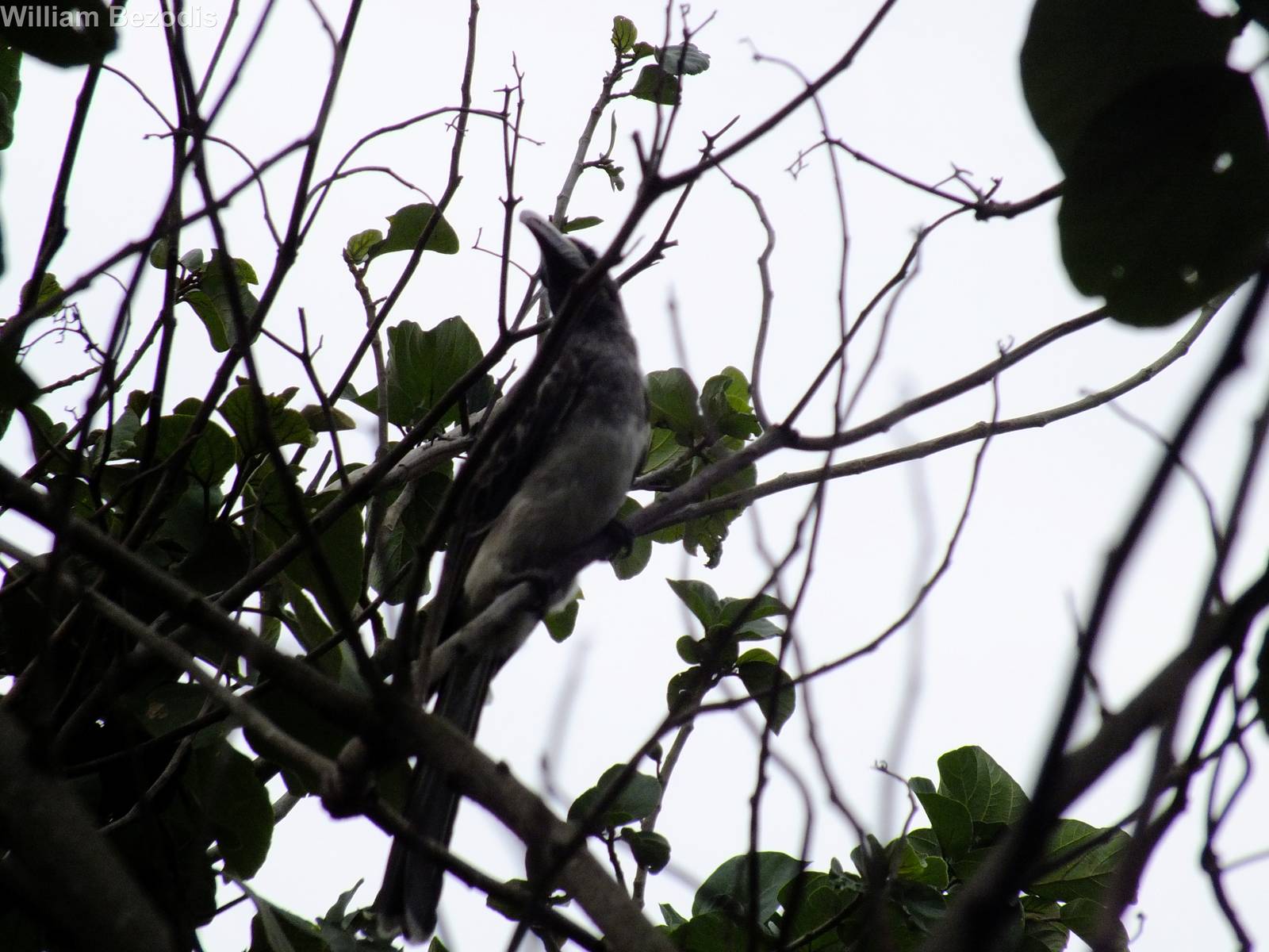 Grey Hornbill