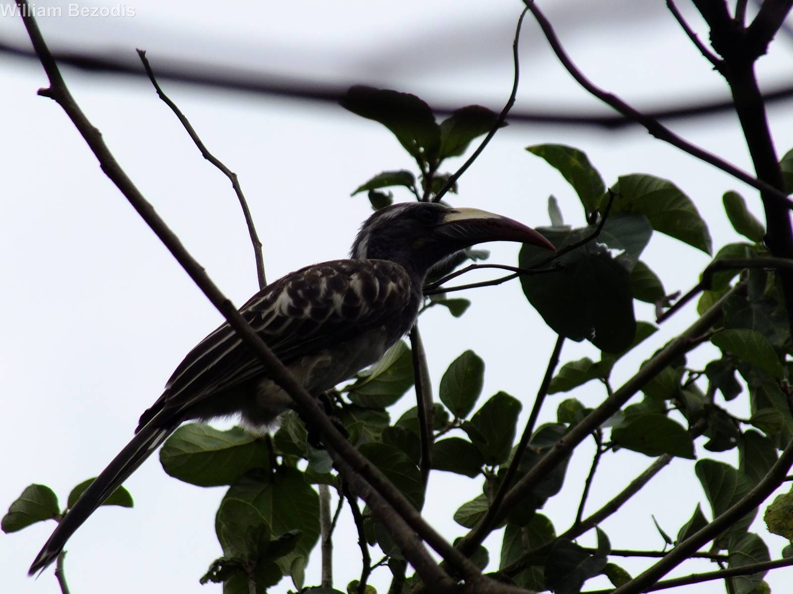 Grey Hornbill