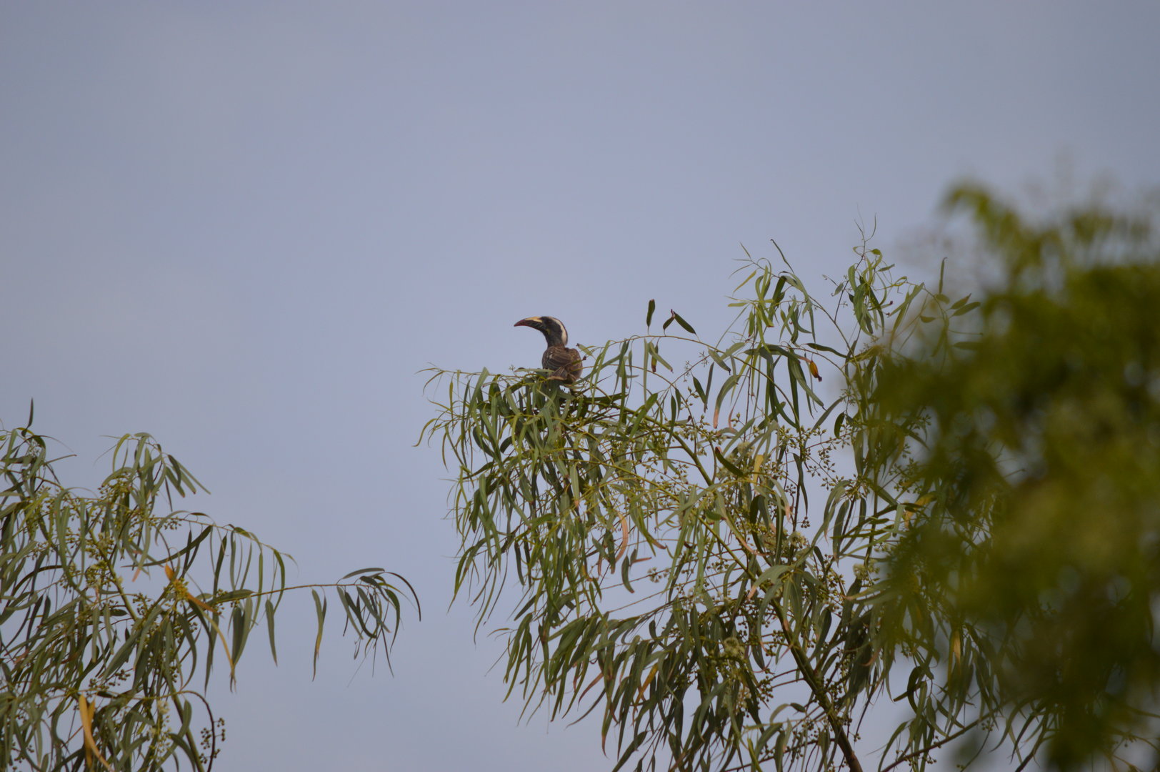 Grey Hornbill