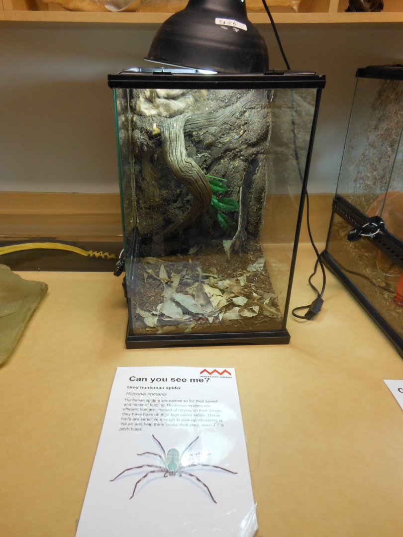 Grey Huntsman Spider exhibit