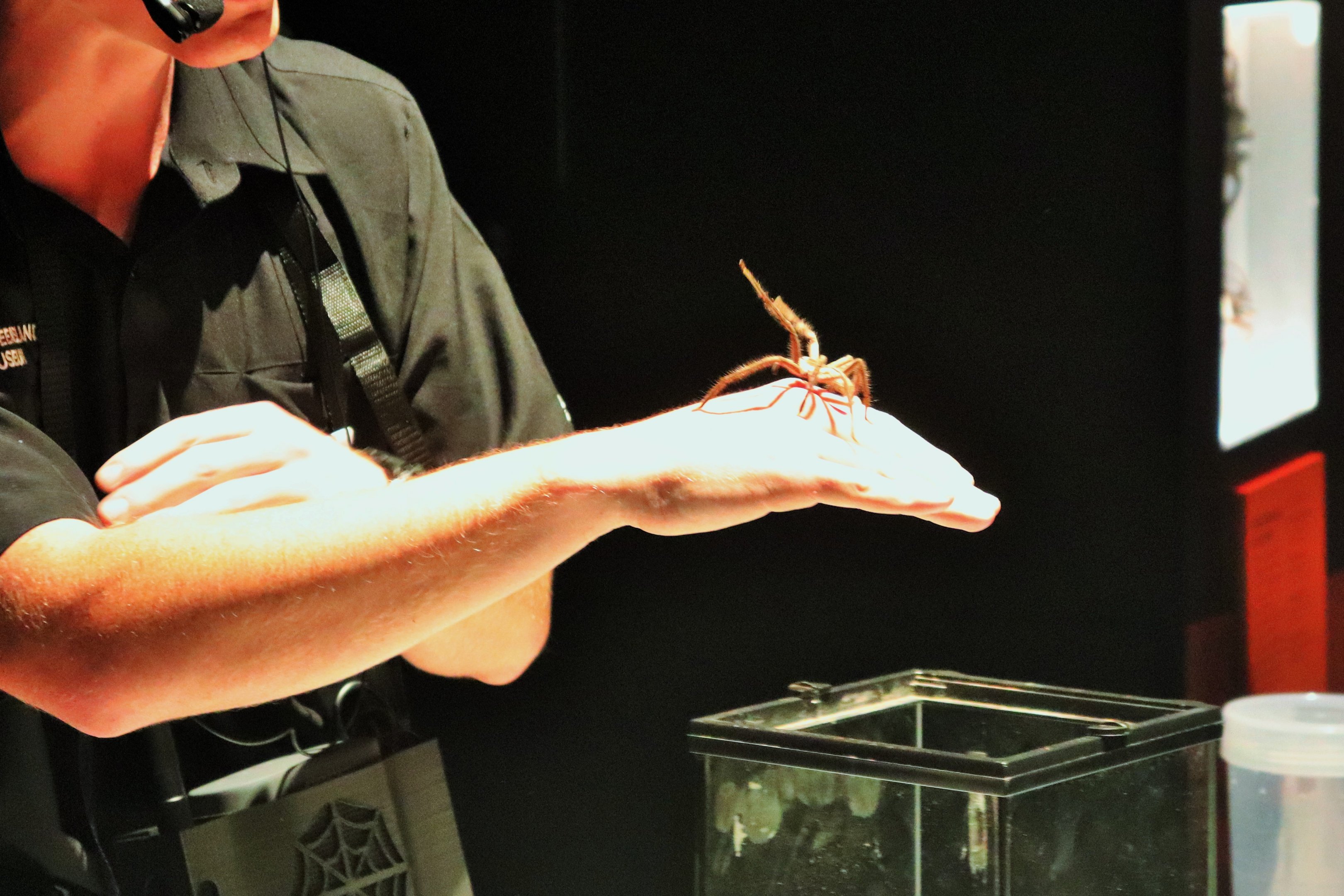 Grey Huntsman Spider (Holconia immanis)