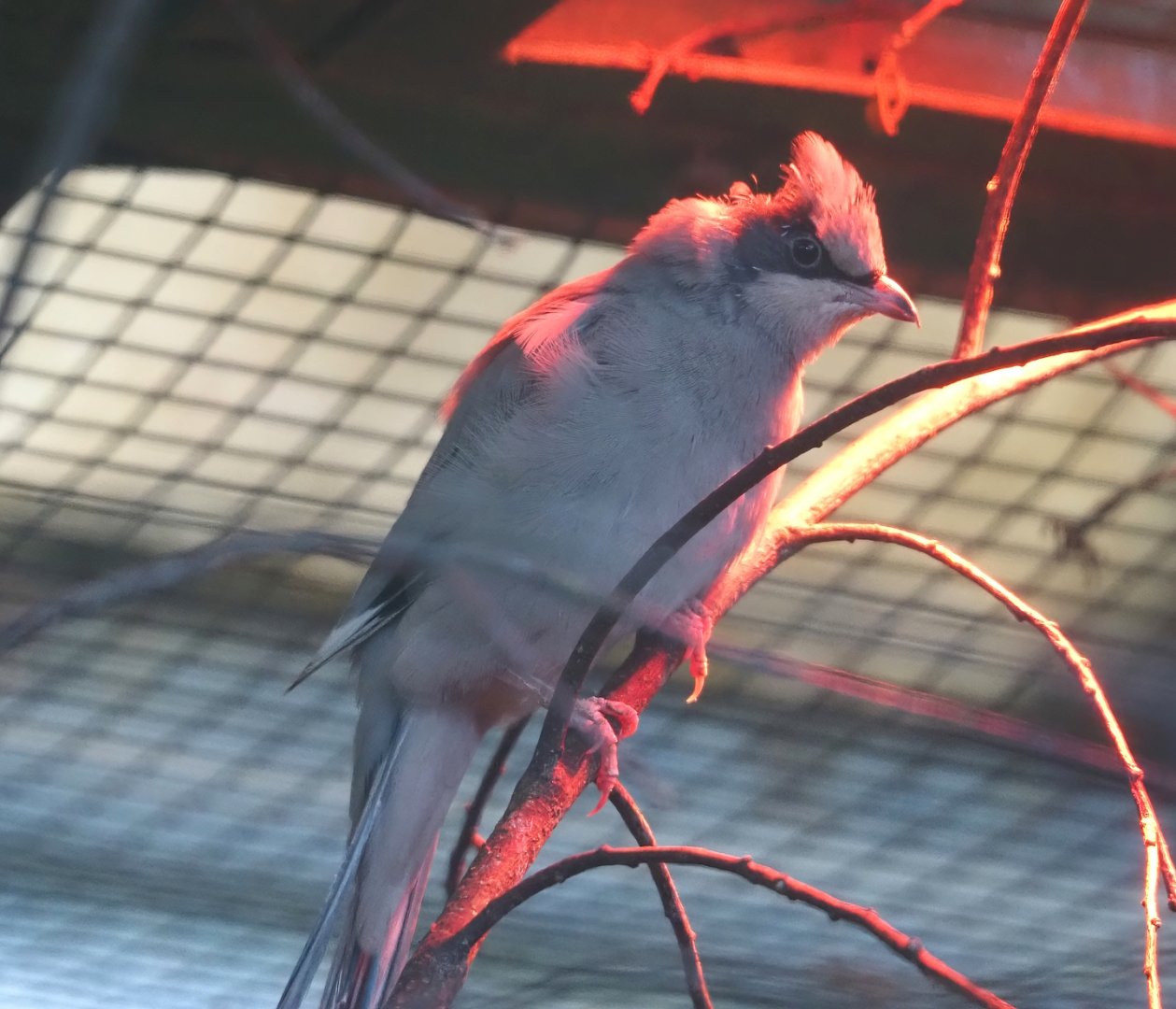 Grey Hypocolius (Hypocolius ampelinus), 2024-05-22