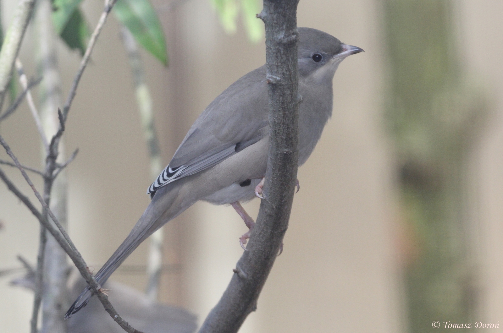 Grey Hypocolius (Hypocolius ampelinus) female