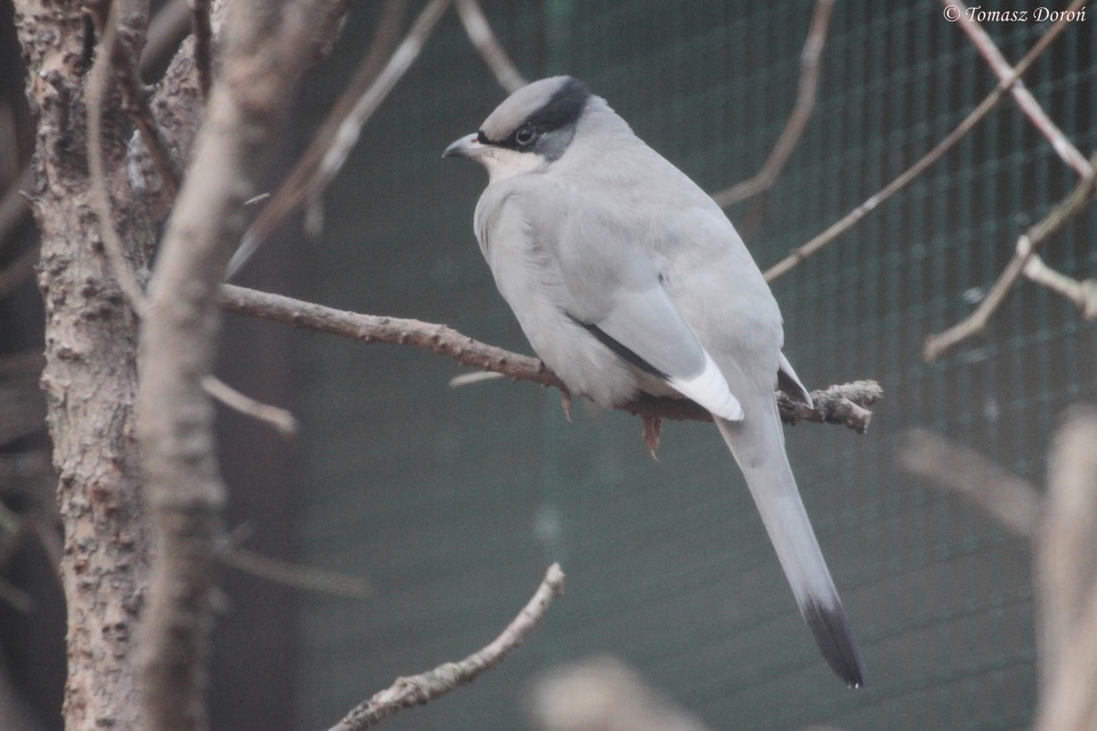 Grey Hypocolius (Hypocolius ampelinus) male