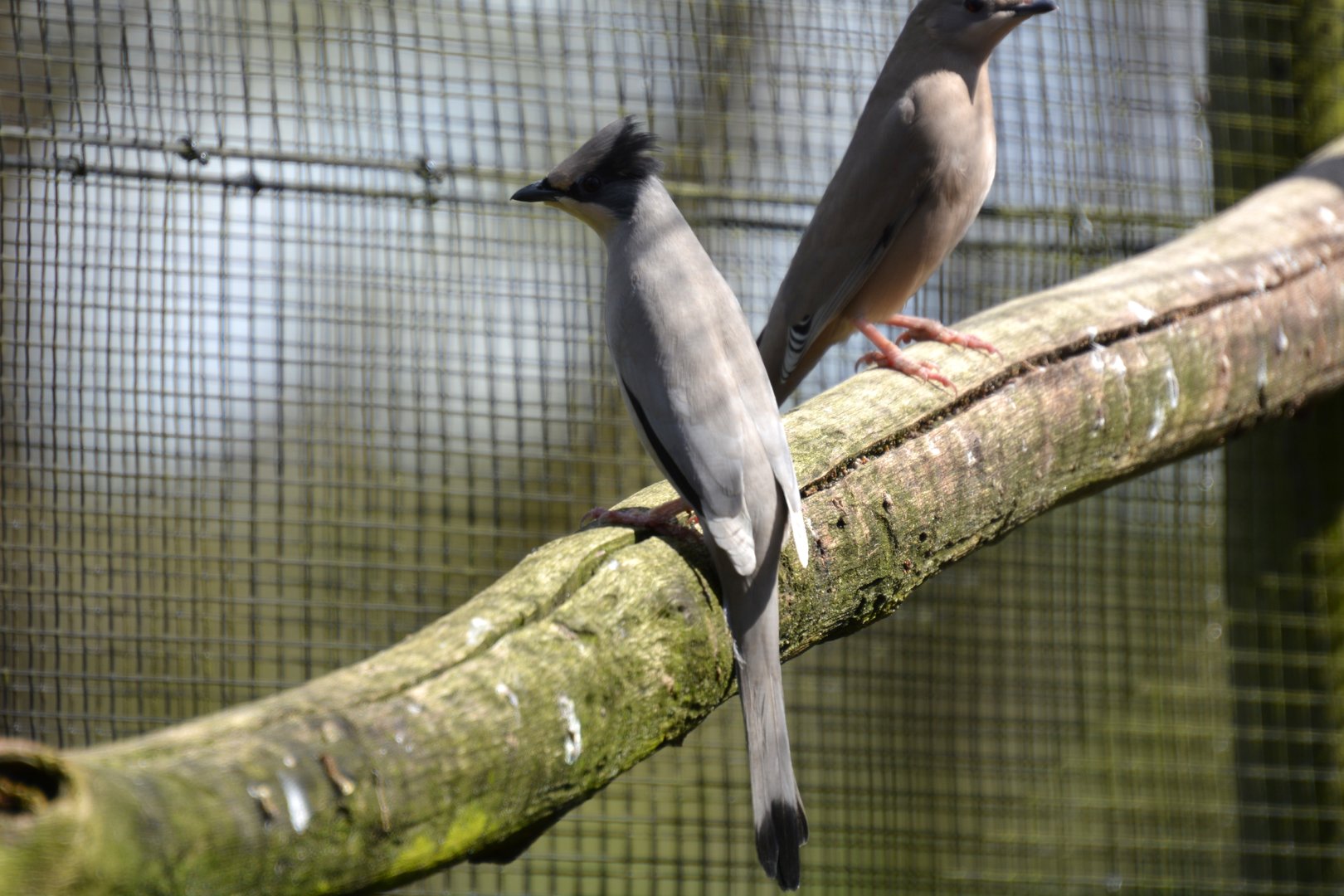 Grey hypocolius (Hypocolius ampelinus)