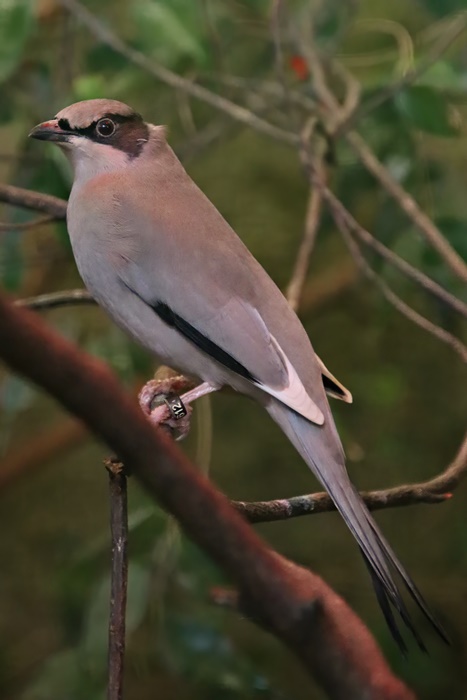 Grey hypocolius (Hypocolius ampelinus)