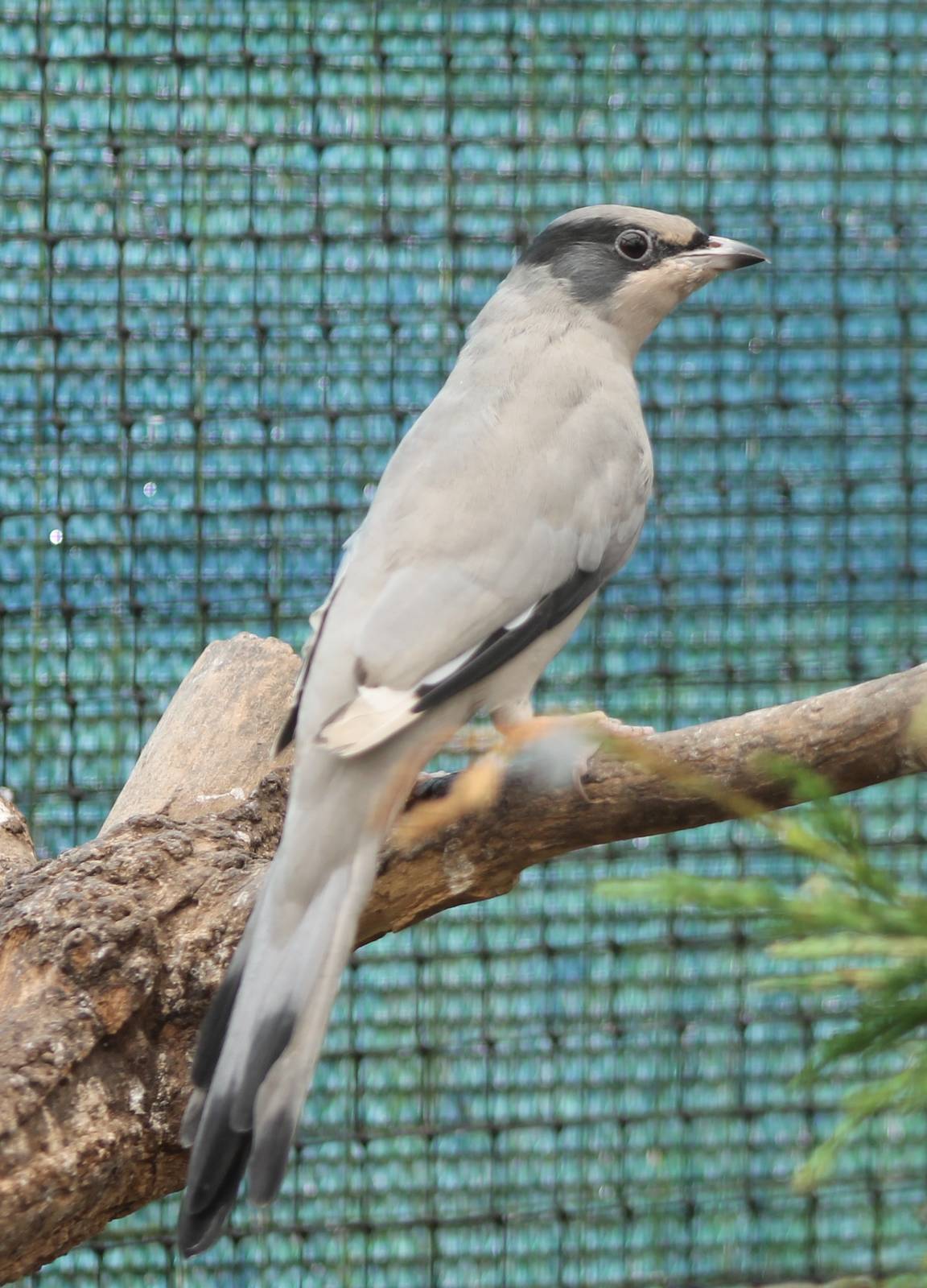 Grey hypocolius male