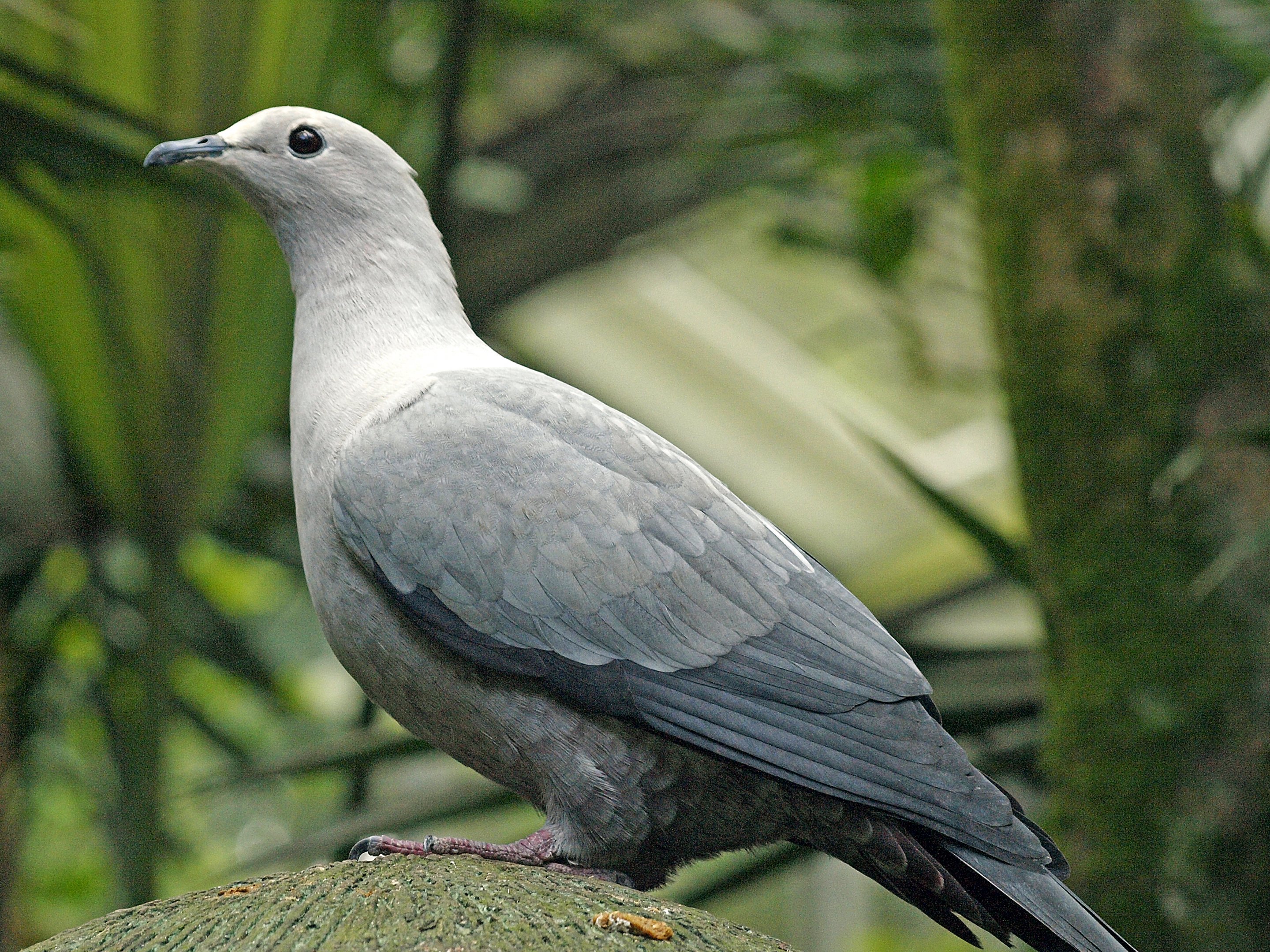 Grey Imperial pigeon