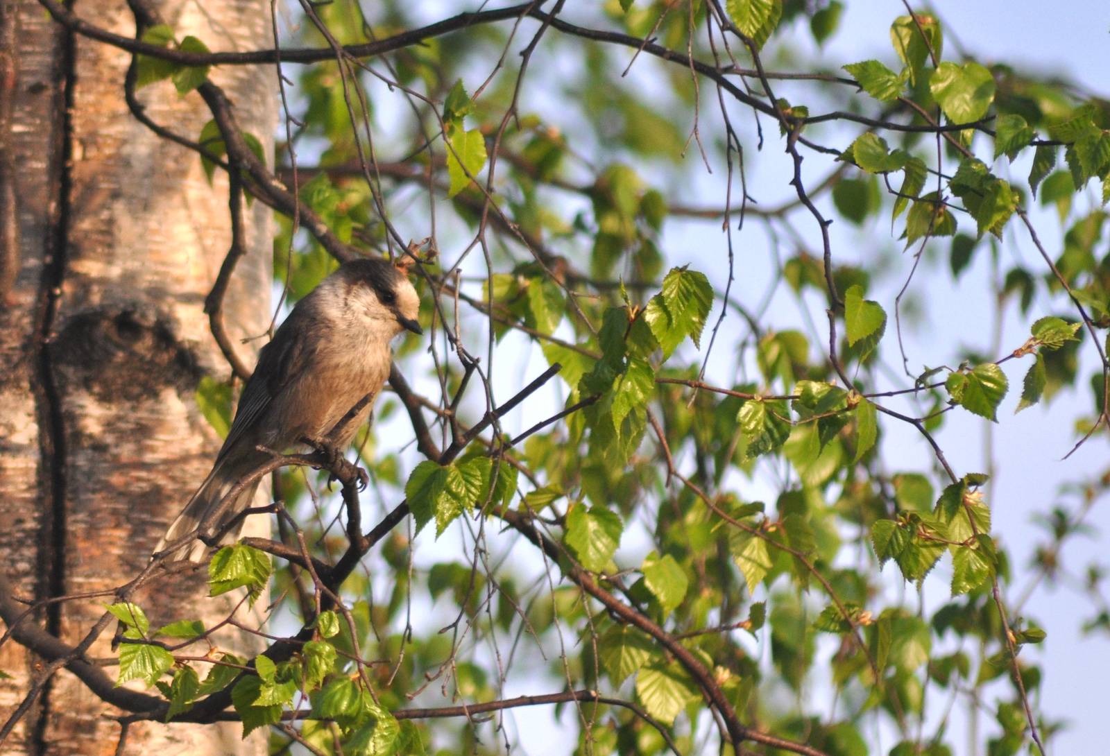 Grey Jay (aka Whiskey Jack) - Alaska (Six Mile Lake)