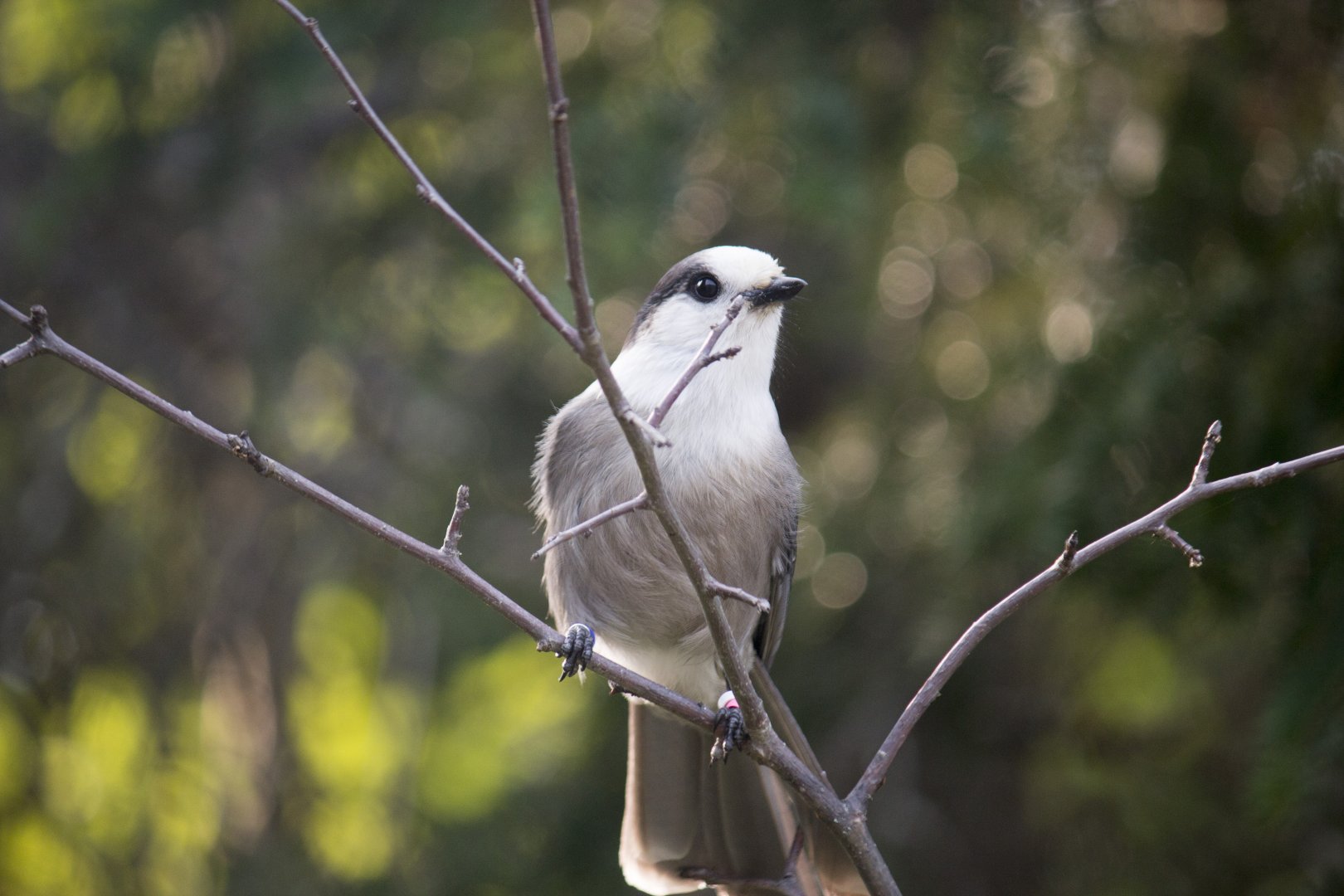Grey jay, Perisoreus canadensis canadensis