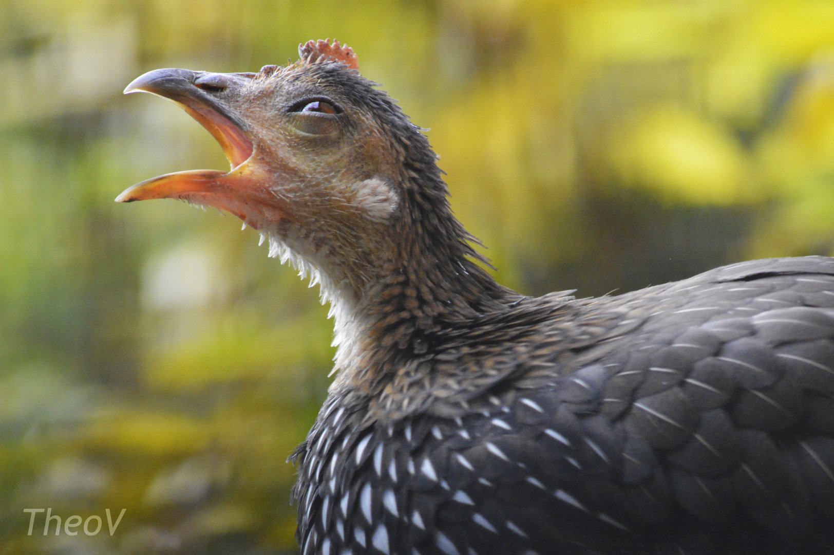 Grey junglefowl [2017]
