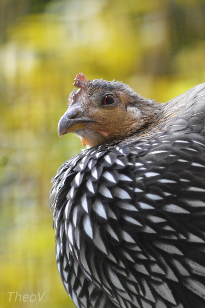 Grey junglefowl [2017]