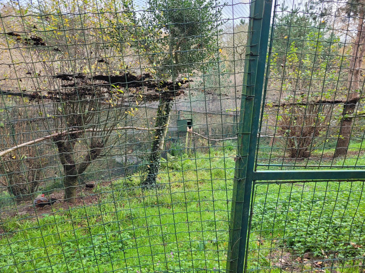 Grey junglefowl exhibit -Zoo de Santillana del Mar (2023)