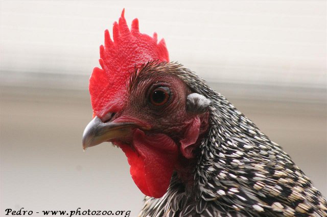 Grey junglefowl (Gallus sonnerati)
