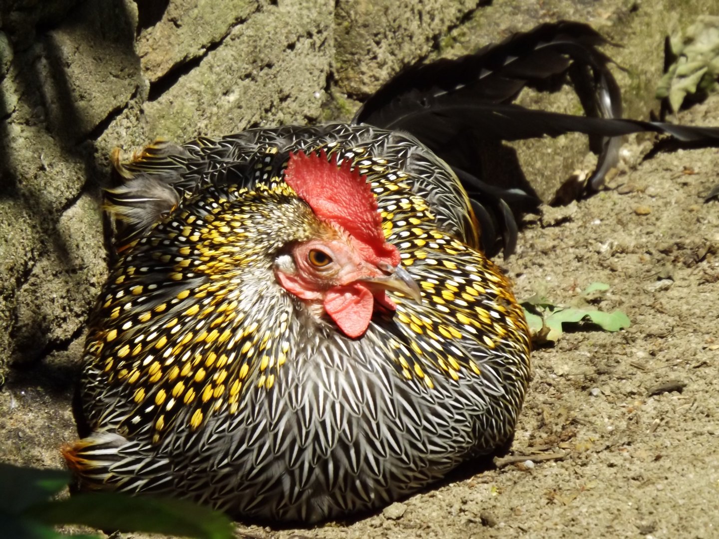 Grey Junglefowl (Gallus sonneratii) - 2013/14